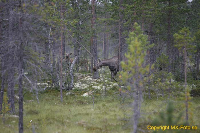 Norge 2010_0918